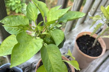 Bell Pepper production question