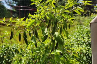 Confused Thai Peppers.