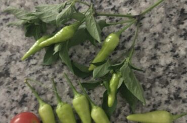 Question about these "Tabasco" peppers