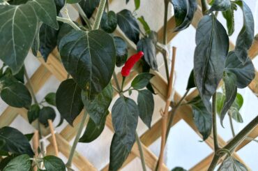 What variety of pepper is this?