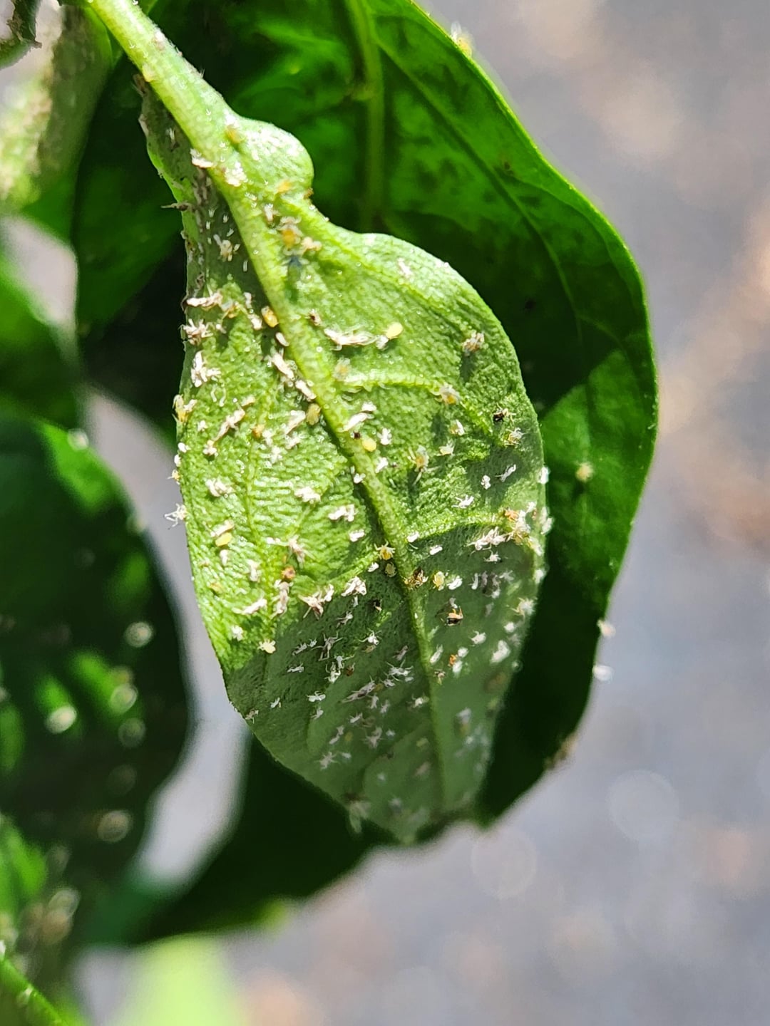 Infestation on pepper plant - Chili Chili
