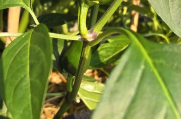 What type of peppers are these?