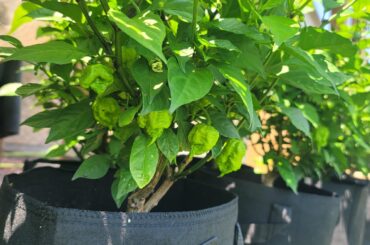 ON YOUR MARK SET....