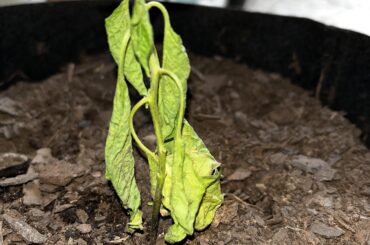 why does this happened to my jays peach plant