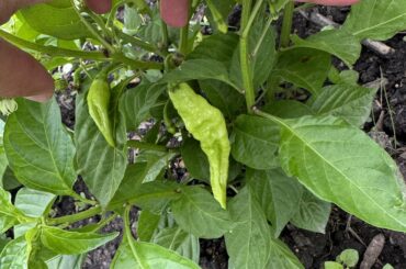 Pepper ID help