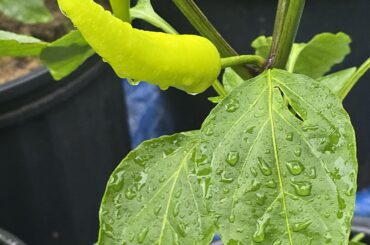 Sweet banana peppers