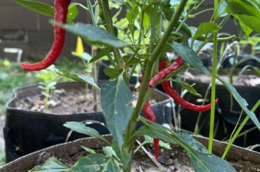 Can’t remember what kind of pepper I planted. Can anyone help?