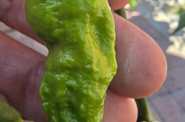 First time grower what do you think?