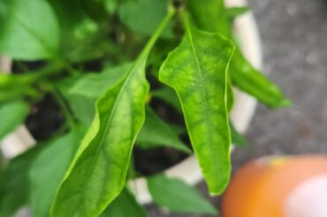 Any reason for leave discoloration and flowers falling off?