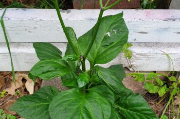 Plant help