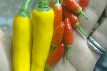 What peppers did I finally grow