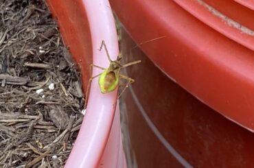 Bug Help!