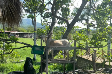 Pajaretes en Rancho Las Parotas- Nayarit, Mexico