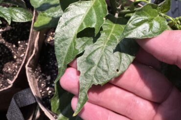 Any idea what’s eating my habanero plant?