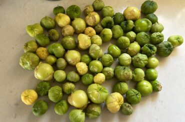 Big tomatillo harvest