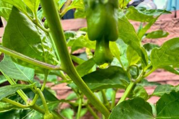 Tiny Peter pepper had a wet dream