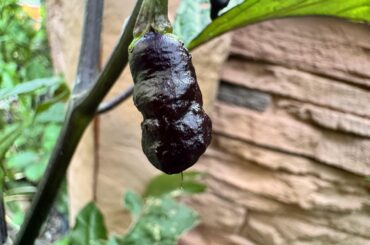 Pepper identification?