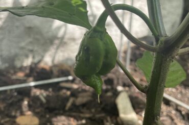 It begins!!