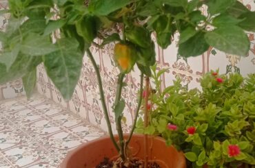 Help me Identify