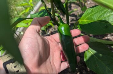 Mammoth jalapenos are doing pretty good.