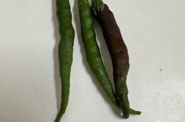 Can anyone tell me what type of peppers these are?