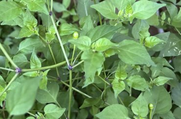 Indigenous Texas peppers are early this year