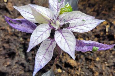 Pepper update