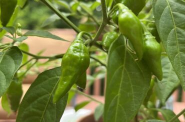 Bought a house with pepper plants! Any idea what these fellas are??