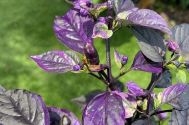 Pretty cool peppers