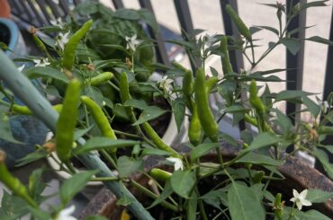 Pepper ID