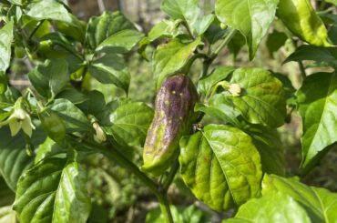 Mystery Peppers from Seed
