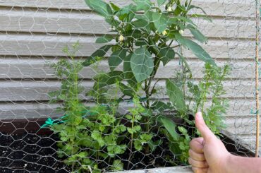 First time pepper grower