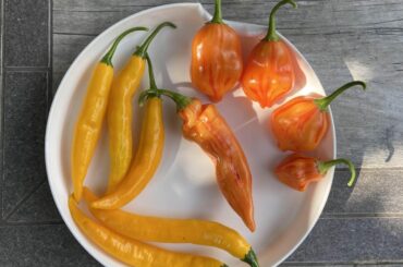 First stripey peppers coming in!!