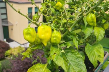 I don't like the way these leaves look. Is it normal?