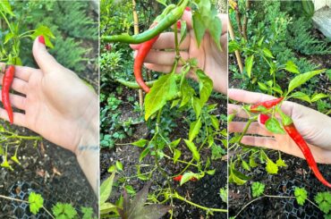 Growing spicy peppers
