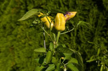 Please help me indentify this pepper/plant.