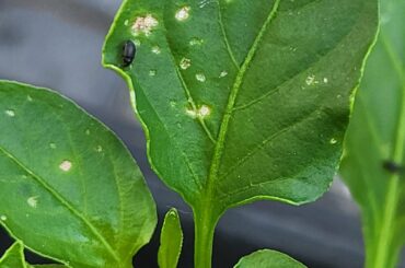 What are these effers and how do i stop the invasion?