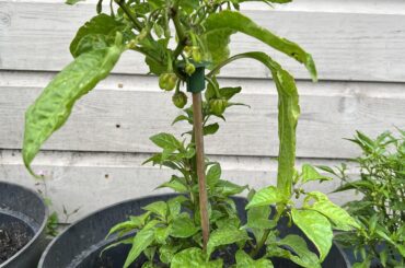Small peppers on Carolina Reaper