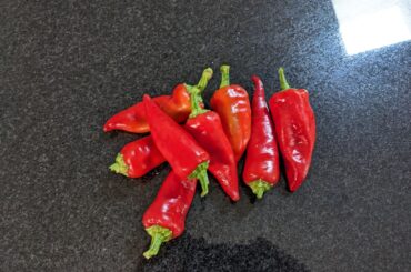 First peppers of the season