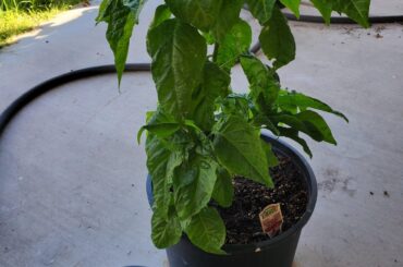 Do they look ok?