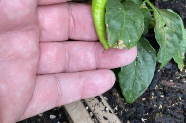 Any idea what peppers these might be?