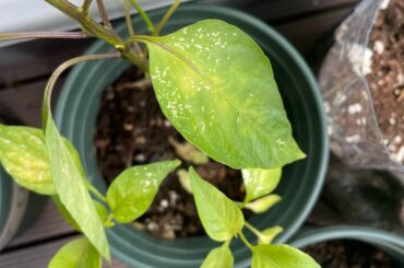 What are white marks on pepper leaves?