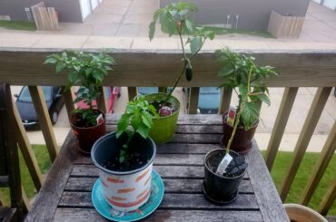 My Pepper Table