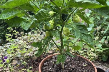 Why are habanero pepper so green?