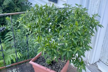 My 3 year old pepper plant