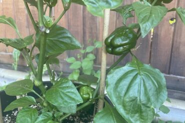 I have no idea what kind of peppers these are. ID?