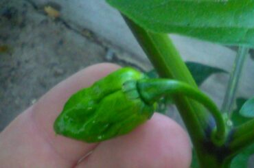 My little monsters...