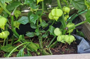 My first Reapers