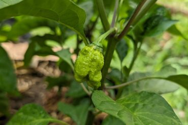 Bought a flat labeled habanero...