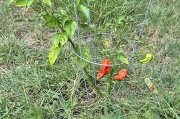 My first pepper